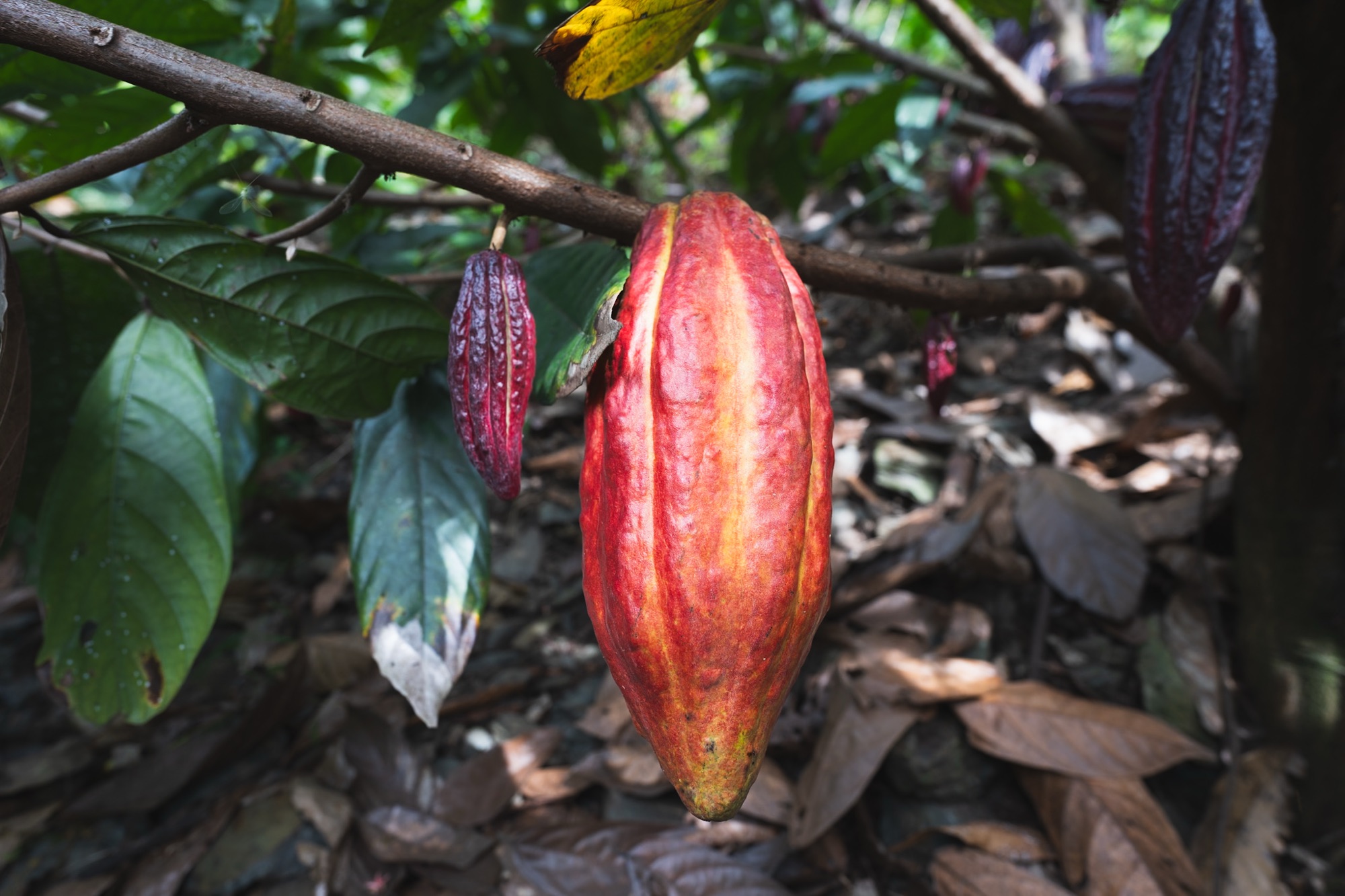 How to pick up a cacao?
